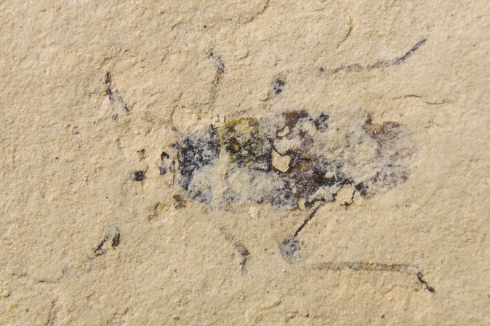 Fossil True Bug (Hemiptera) - France #295297